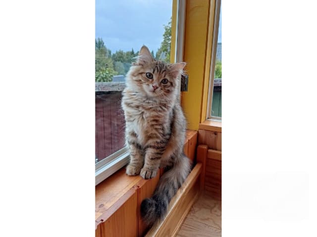 Sibirisk katt · Idkerberget · SE*Tayna Urala