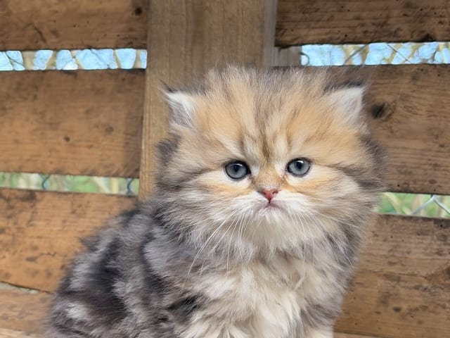 British Longhair