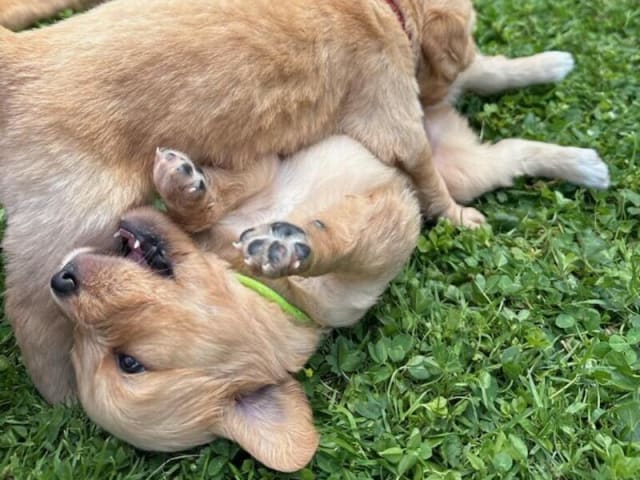 Golden retriever