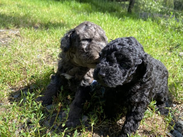 Labradoodle · Nol · Lyckliga Vovven