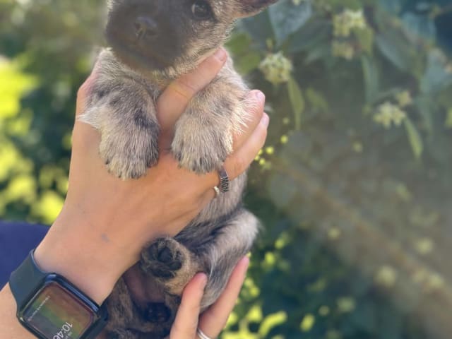 Cairn Terrier