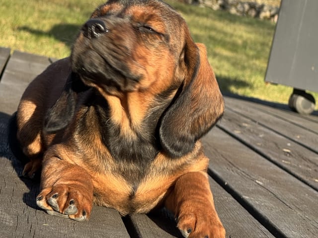 Alpine Dachsbracke