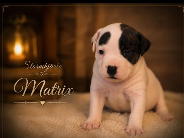 Staffordshire bull terrier
