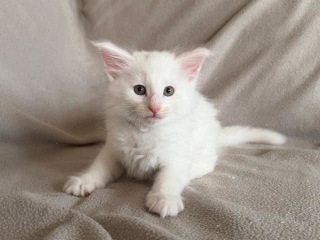 Norwegian Forest · Torslanda · S*Kronängens