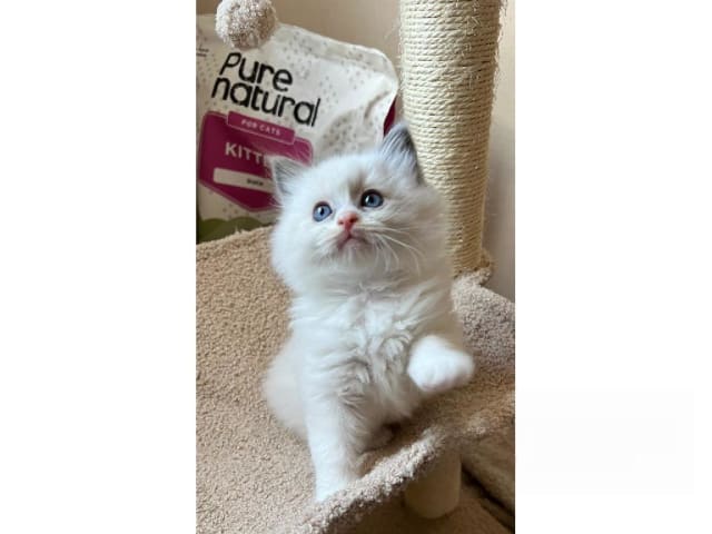 Ragdoll · Trollhättan · SE*Sapphire Blue Eyes