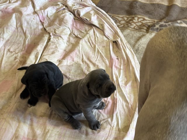 Cane Corso · Västerås · Danar M.
