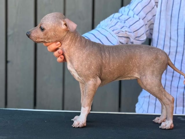 American Hairless Terrier