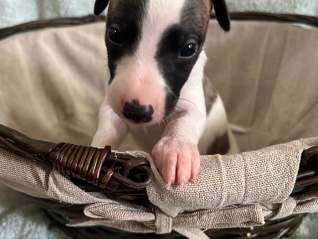 Whippet