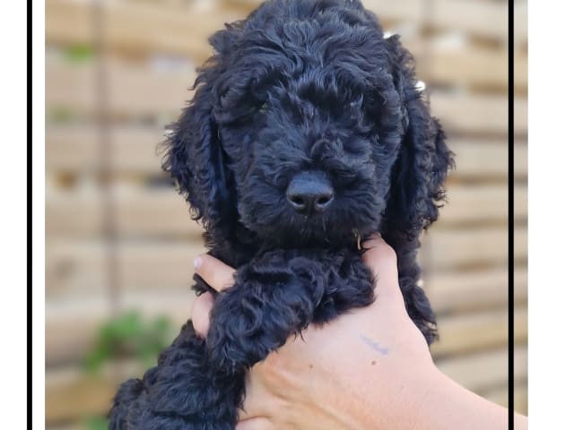 Double Doodle · Borås · Smith Labradoodles