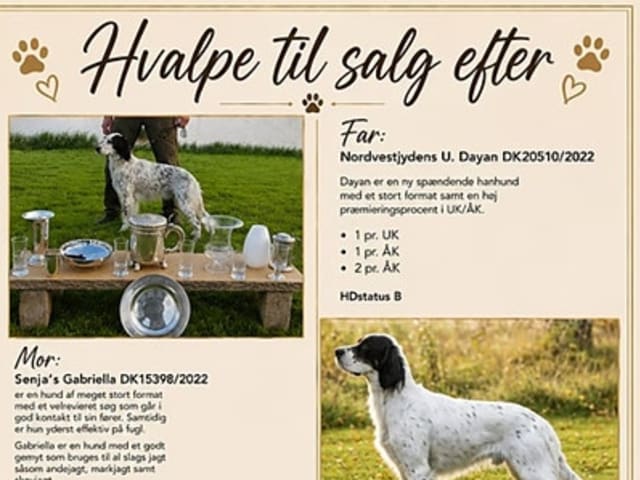 Engelsk setter