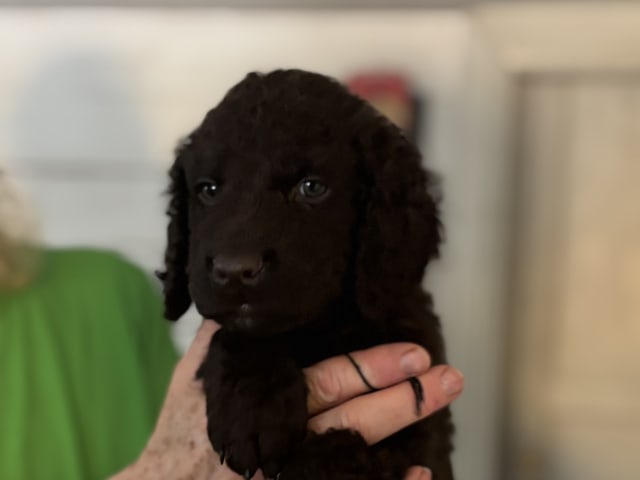 Irish Water Spaniel