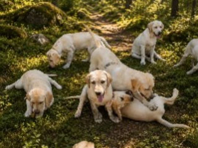 Labrador retriever · Hörby · Monika H.