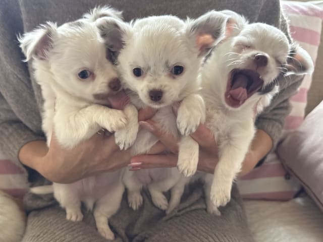 Chihuahua · Nacka · Andréa Fleischer
