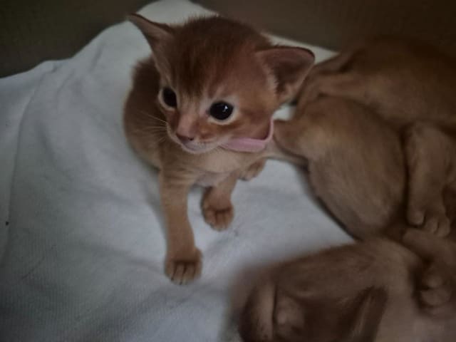 Abyssiner katt · Molkom · SE*Antennaria Rubra's
