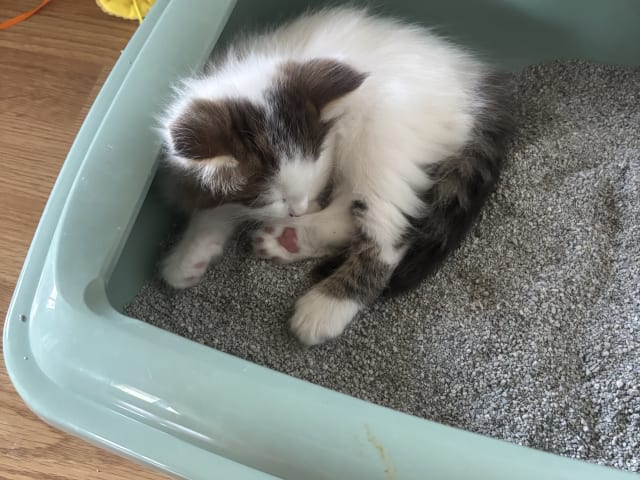 Norwegian Forest · Enköping · Lodahlshjem