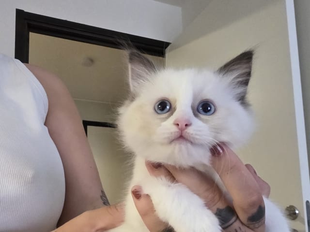 Ragdoll · Norrköping · Benjamin I.