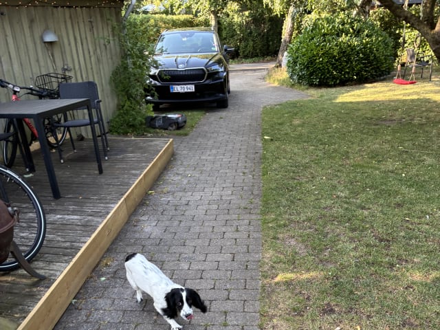 Cocker spaniel · Silkeborg · Casper B.