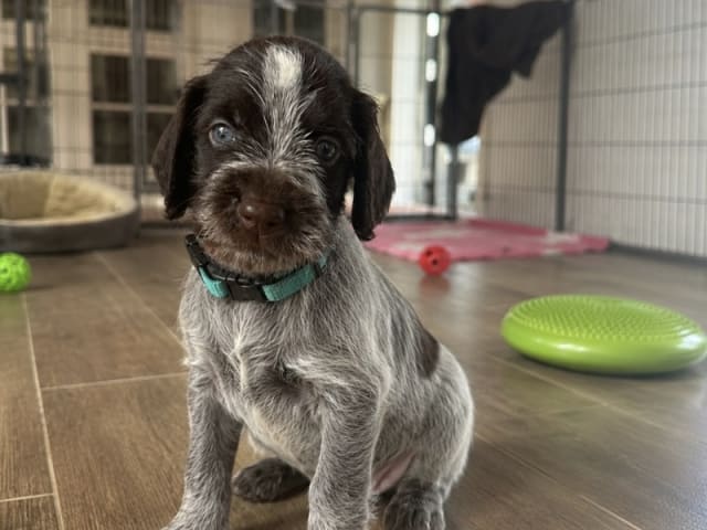 German Shorthaired Pointer (Vorsteh) · Varde · Dana Riecke