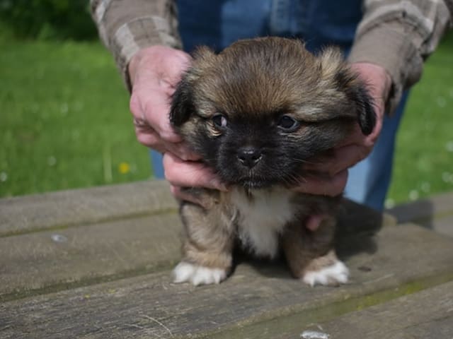 Tibetansk spaniel · Rødby · Askim's