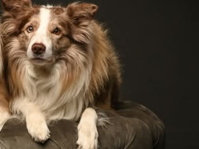 Border Collie · Herning · Abigail Pearls