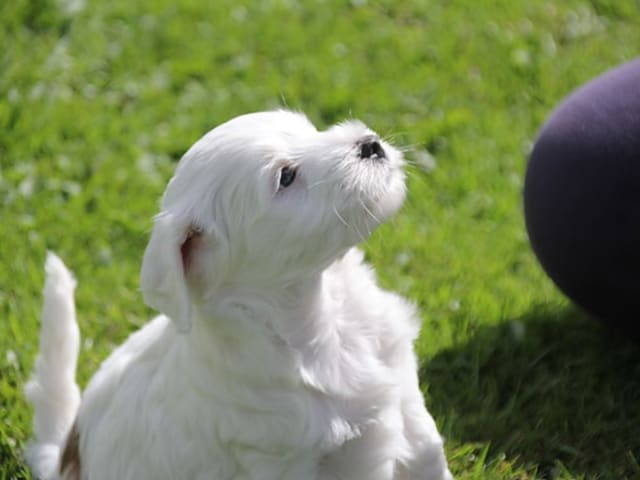 Tibetansk terrier