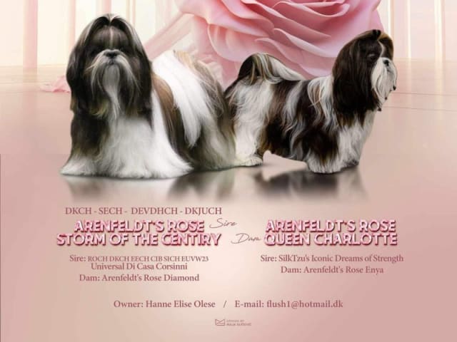 Shih Tzu · Greve · Helle-Sofia's