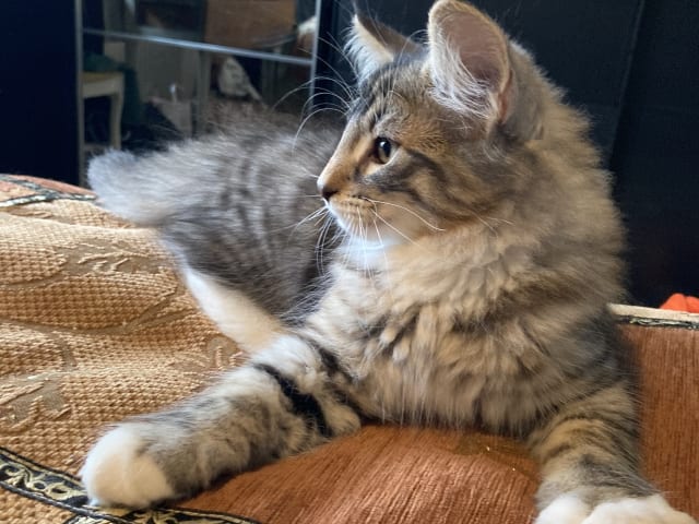 Norwegian Forest · Åkersberga · SE*Danzarin Cats