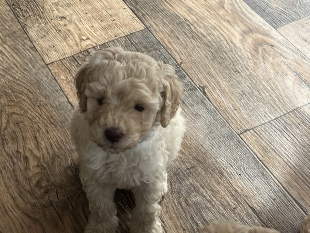 Multigenerations Labradoodle · Höör · Estersdoodlar