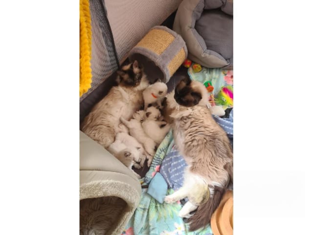 Ragdoll · Jämshög · SE*Eniliacat's