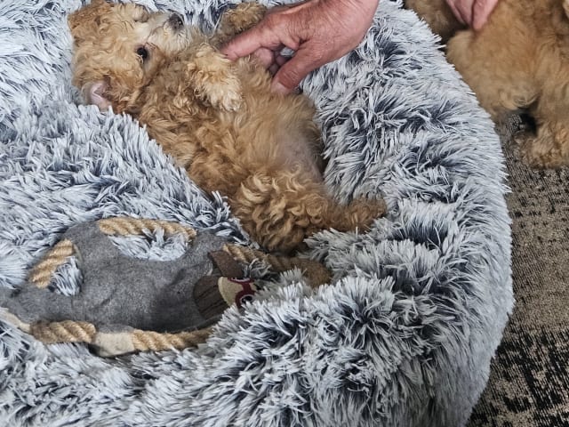 Blandras Dvärg pudel/ Bichon Havanais · Höör · Carola J.
