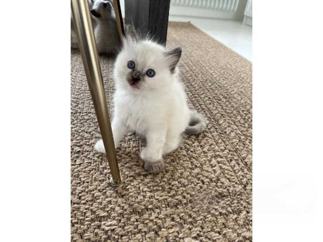 Ragdoll · Bollnäs · Marie Samuelsson