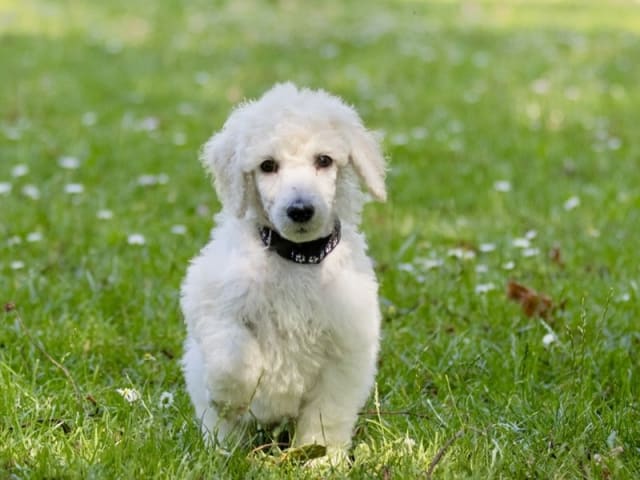 Standard Poodle · Holbæk · Keomaki in Dk