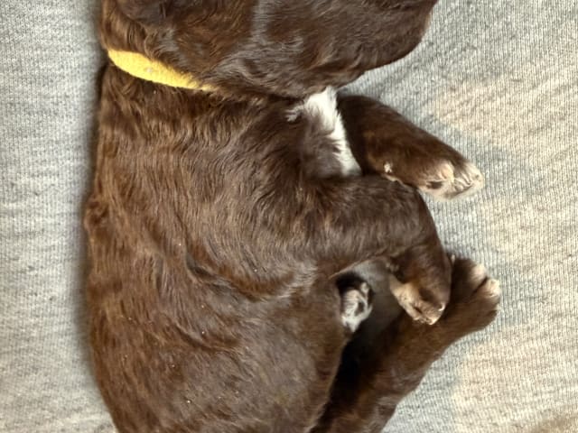 Lagotto romagnolo · Umeå · Tina A.