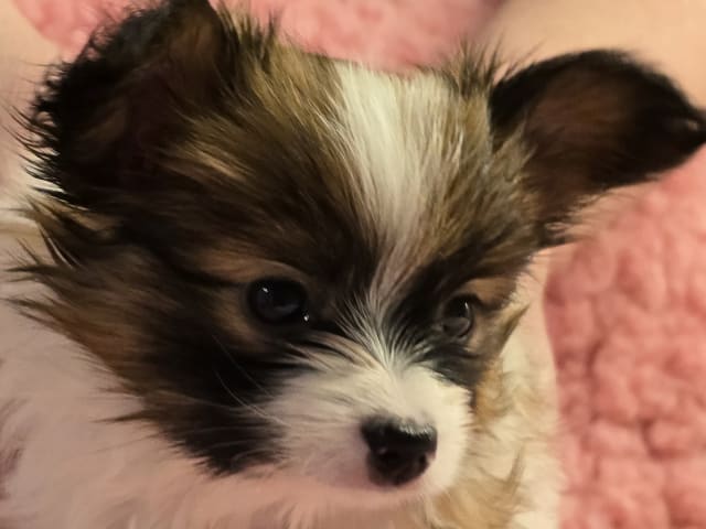 Papillon
