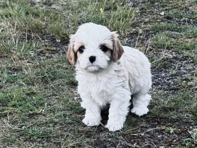 Cavalier king Charles spaniel/maltes · Kristinehamn · Anneli G.