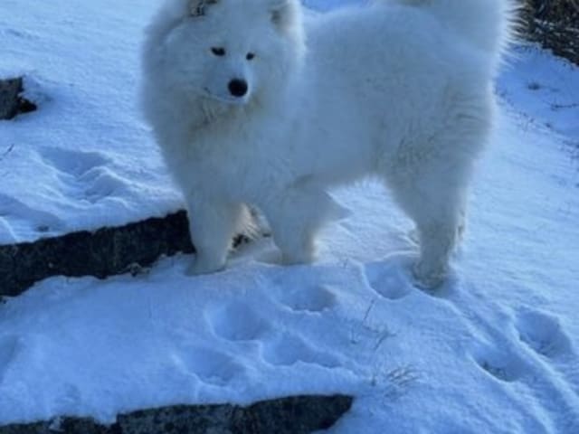 Samoyed