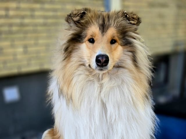 Collie