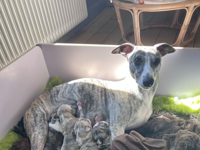 Whippet · Aarup · Sophy Lindberg