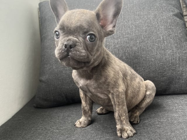French Bulldog · Norrköping · Emiras frallor