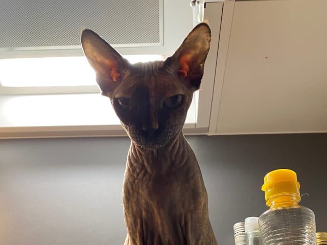 Sphynx · Solna · Kattis B.