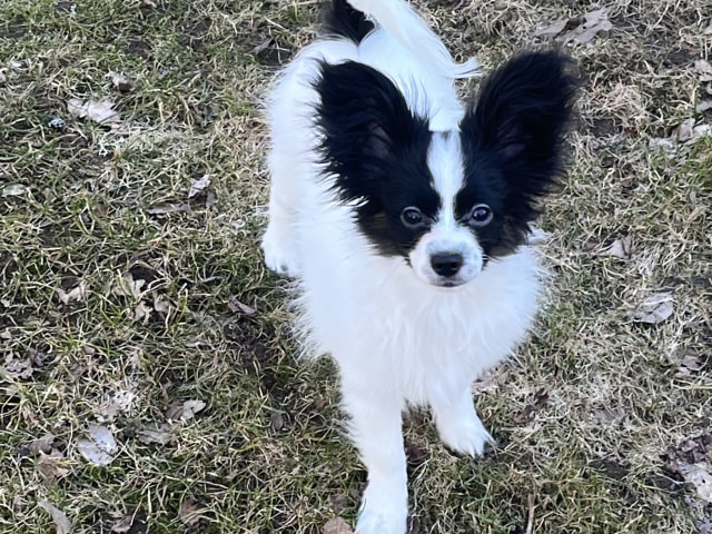 Papillon