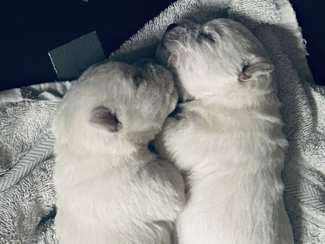 West Highland White Terrier · Perstorp · Charlotta W.