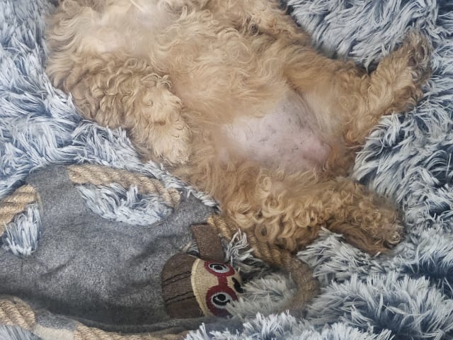 Blandras Dvärg pudel/ Bichon Havanais · Höör · Carola J.