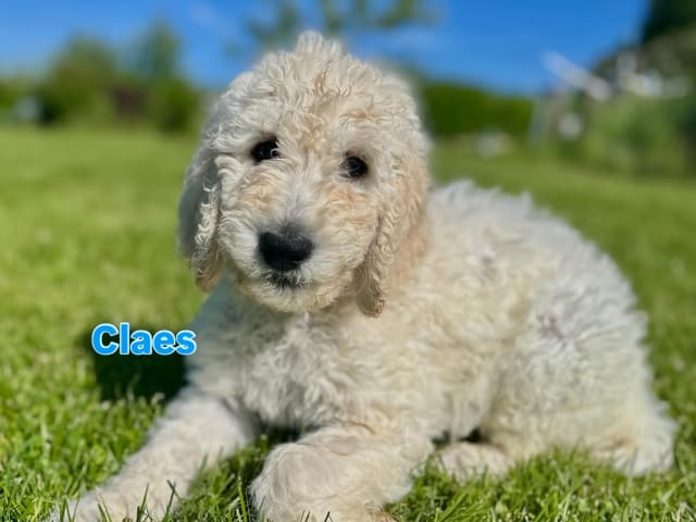 Goldendoodle