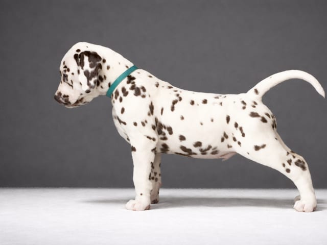Dalmatian