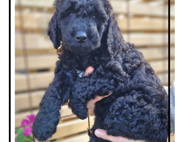 Double Doodle · Borås · Smith Labradoodles