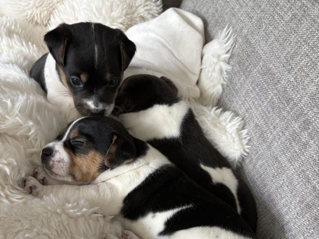 Danish Swedish Farmdog