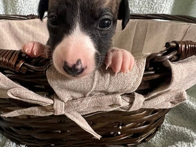Whippet