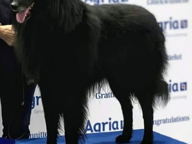 Belgisk vallhund – Groenendael · Kløfta · Lars Asper