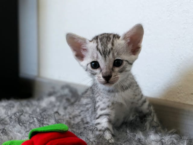 Egyptian Mau